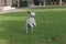 Mini bull terrier puppy standing on hind legs