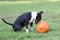 Mini bull terrier staring down a pumpkin