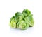 Mini cabbage on white background