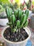 mini cacti grow in pots beautifully and fertilely