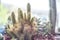 Mini cactus background. Echinopsis cactus