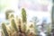Mini cactus background. Echinopsis cactus