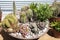 Mini cactus garden in a shallow bowl