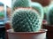 Mini Cactus grown in the brown pot. a succulent plant with a thick, fleshy stem that typically bears spines.