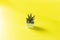 Mini cactus on middle yellow background