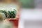 Mini Cactus plant on the pot at cactus farm