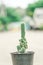 Mini Cactus plant on the pot at cactus farm or Little Nipple Cactus with blurred background.