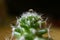 Mini Cactus Plants with Crystal Clear Water Droplet at the Top, Selective Focus