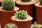 Mini Cactus pot at cactus farm or Little Nipple Cactus is Mammillaria heyderi. Tropical Plant backdrop and beautiful detail