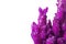 Mini cactus in vivid magenta color on white background with free space