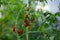 Mini cherry tomatoes ripen on a branch