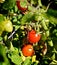 Mini cherry tomatoes vine