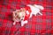A mini chihuahua dog in Santa`s clothes lies on a red checkered blanket. Long-haired chihuahua