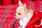 A mini chihuahua dog in Santa`s clothes lies on a red checkered blanket. Long-haired chihuahua