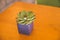 mini clay pot of flowering echeveria succulent house plant on wooden table background.green succulent plant in ceramic