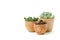 Mini clay pot of succulent