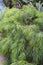 A Mini Cog Bower Wattle Shrub with Narrow Bi-Colored Leaves