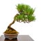 Mini coniferous bonsai tree japanese white pine