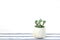 Mini Crassula Succulent Flowering Plants Pot