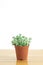 Mini Crassula Succulent Flowering Plants Pot