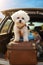 mini cute maltese bichon dog sitting at back of car ready for travel AI generated