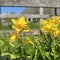 Mini-daffodils in front of wooden fence