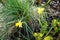 Mini daffodils in the garden in April. Berlin, Germany