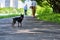 Mini Doberman stands on the asphalt color