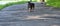Mini Doberman stands on the asphalt color