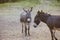 Mini donkey friends on farm