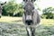 Mini donkey looking at camera in rural pasture during summer.