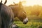 Mini donkey portrait at sunset overlooking pasture