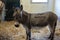 A mini donkey in the stable of a petting zoo