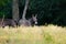 Mini donkeys in pasture