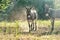 Mini donkeys in pasture looking at camera after dust bath