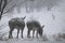 Mini donkeys in Texas farm field during cold winter snow