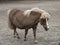 Mini dwarf horse in a pasture at a farm.