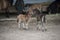 Mini dwarf horse in a pasture at a farm.