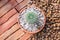 Mini echinocactus decorative houseplants cactus, Top view, closeup.