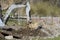 A mini excavator digs a ditch for laying pipes