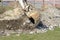 A mini excavator digs a ditch for laying pipes