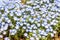 Mini flower purple and white Nemophila spring flower in hitachi