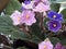 Mini garden with fortunes and violets.