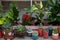 Mini garden of succulents and Cactus in pots at home. Ficus, zamioculcas. Home gardening concept. Collection of houseplants and or