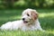 Mini Golden Doodle Puppy Lying in a backyard