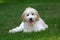 Mini Golden Doodle Puppy Lying in Grass