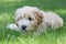 Mini Golden Doodle Puppy Lying in Summer Grass