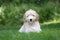 Mini Golden Doodle Puppy in Summertime