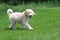 Mini Golden Doodle Puppy Walking in a backyard