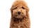 Mini golden doodle puppy in a white background looking to the camera